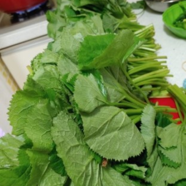 자연산 곰취 곤달비